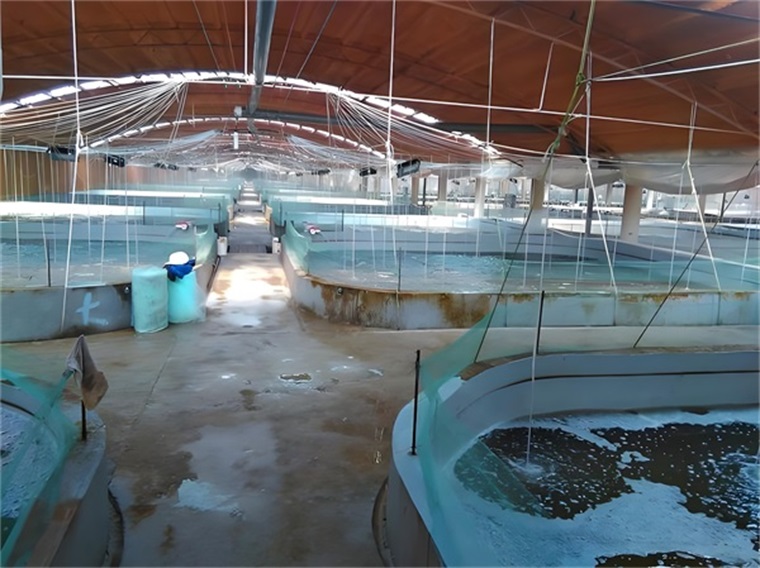 水產養殖空氣能熱泵：效果究竟如何？
