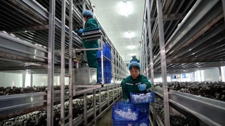紐恩泰空氣能技術引領農業變革:大棚蘑菇萬平項目實現高產高質